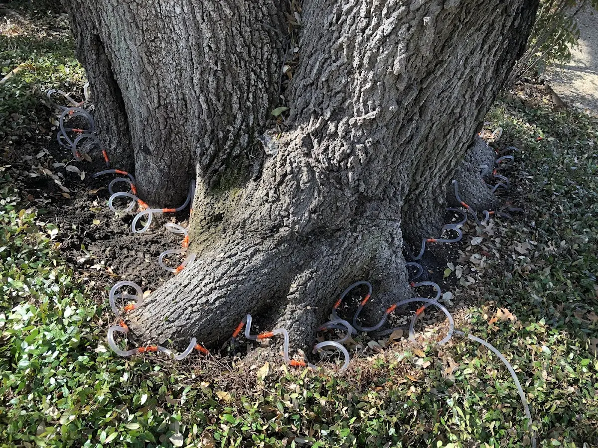 Detailed Tree Cabling and Bracing job site in Gray