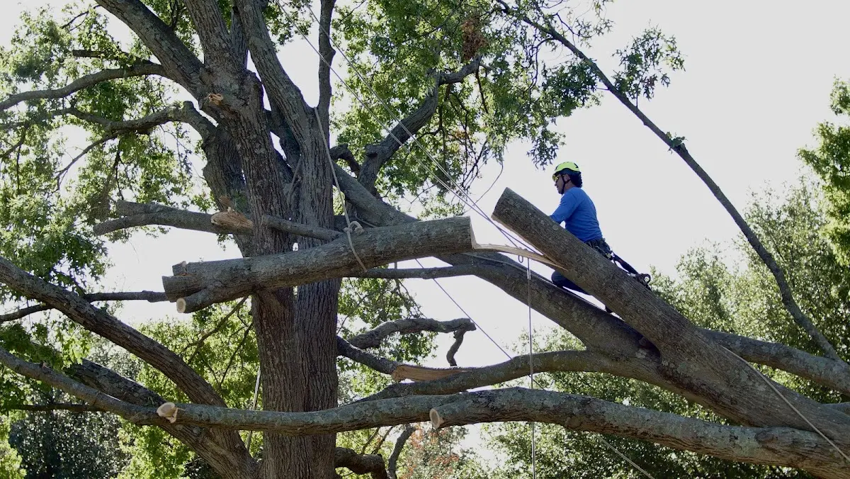 Professional Hazardous Tree Removal performed by certified arborists in Gray